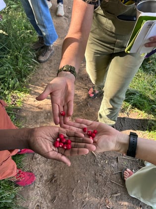 Community Foraging Walks are Back!
