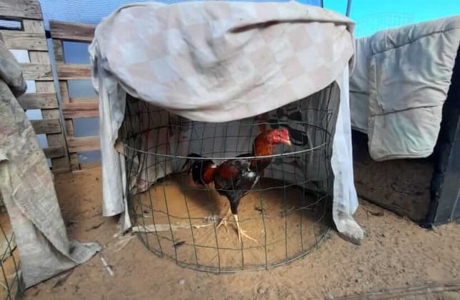 Police Break Up Illegal Cockfighting Ring Near Ness Ziona