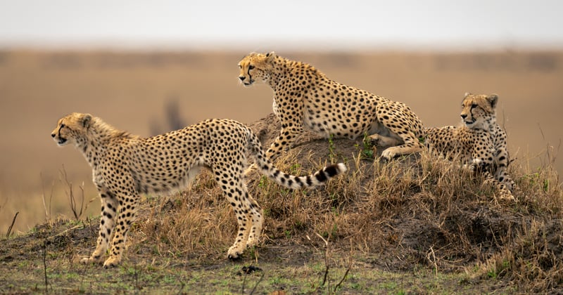 Funding: November saw major new funding commitments