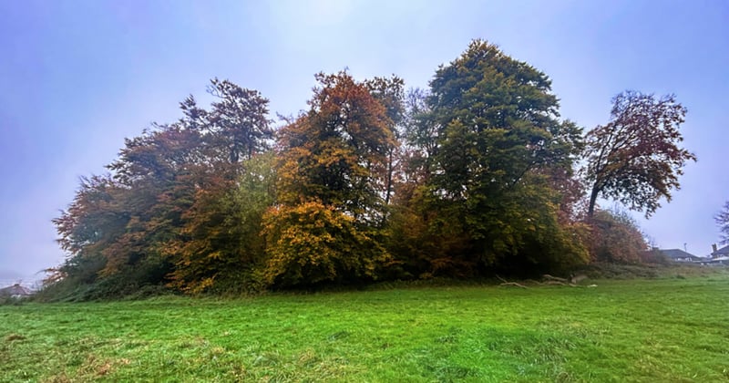 Calling All History Buffs 📣