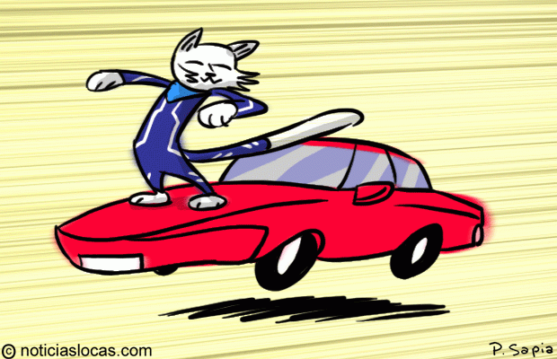 Gato practica surfing en autos y su dueño asegura que a la mascota le encanta