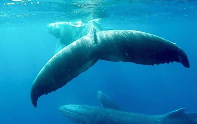 🥛- un descuido entre ballenas