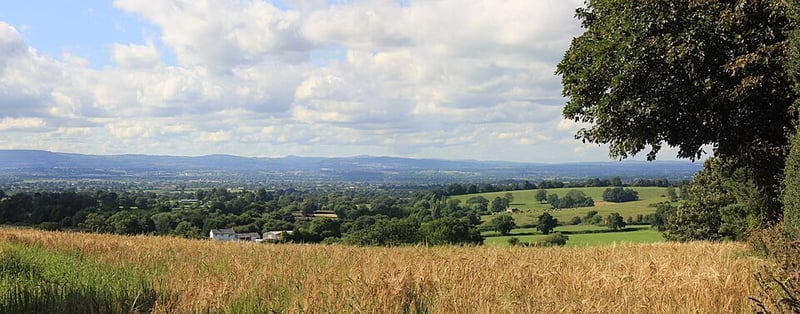 🐝 Wellness, Walks & Wrestling!