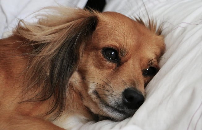 Gastritis in Dogs - Causes, Symptoms & Treatment