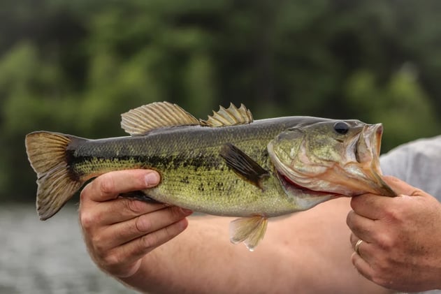 The Bass Breakdown Every Serious Angler Needs Now