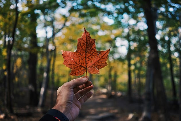 Canada and The Climate Opportunity: