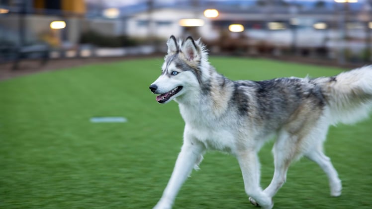 🐕 Is your pup channeling their inner wolf
