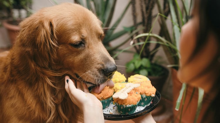 🐕 Bring home a pup for Thanksgiving