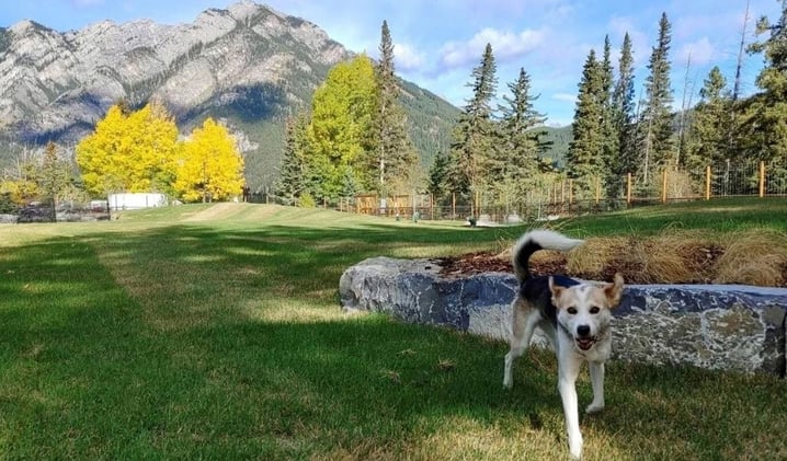 “Low-Key Terrifying”: Banff Weighs Second Dog Park Exit After Elk, Coyotes Block Gate