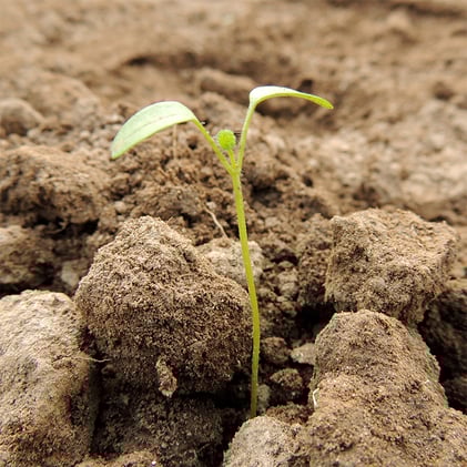 You Are the Seed that Dies