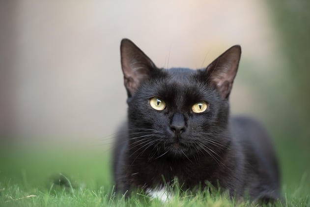 How Did Black Cats Get Associated with Bad Luck?