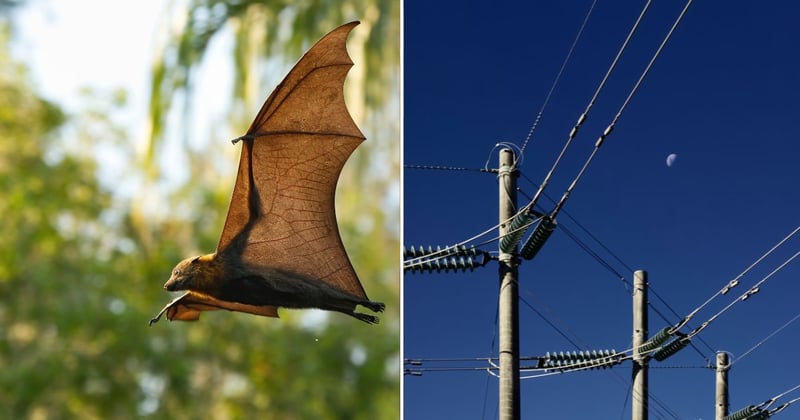 🟠 Bats, buildings, bulbs