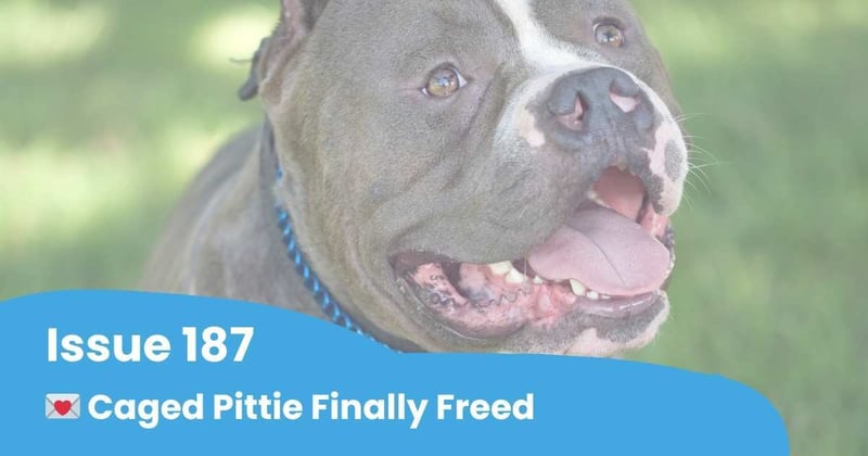 💌 Caged Pittie Finally Freed