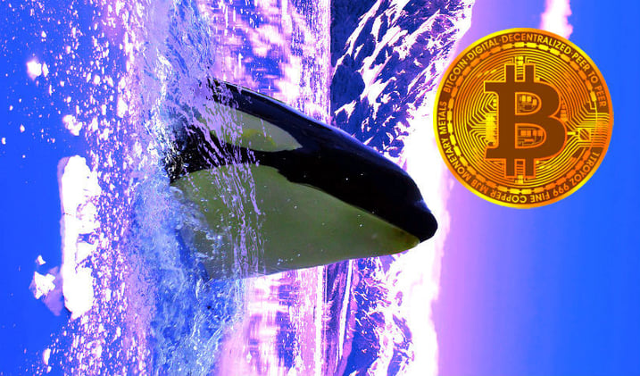 Bitcoin and Ethereum Whales Move Whopping $358,000,000 in Crypto As Ripple Transfers 55,000,000 XRP