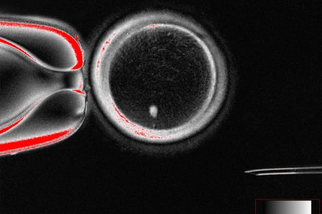 Sunday Special: Eggs, skulls, and bone-healing guns