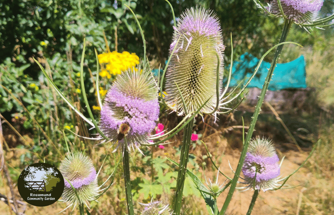 Rosamund Community Garden Update July 2025