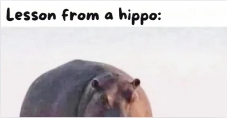 🦛Chubby Champions!  What Hippos Teach Us About Happiness! 😄🎉