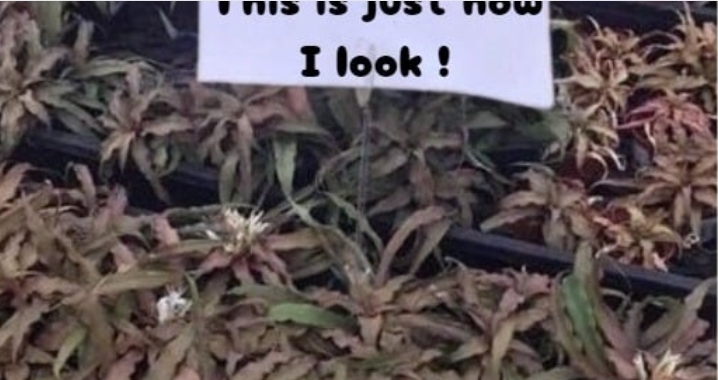 🌱 Zombie Plants Alert: They Aren’t Dead, They’re Just Introverted! 🌿 