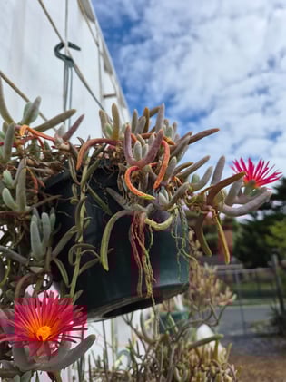 Growing Mondays: Grow fast, fail fast, (learn), grow again fast. Growing from seed this autumn.