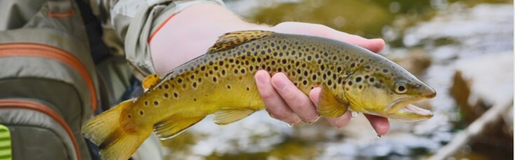 Summer’s Secret Weapon for Catching Trout
