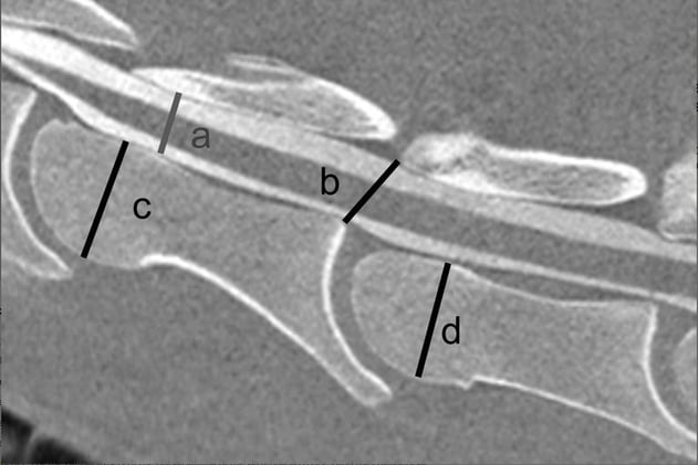 How Much Is Normal? CT Myelography Benchmarks for the Healthy Warmblood Cervical Spine