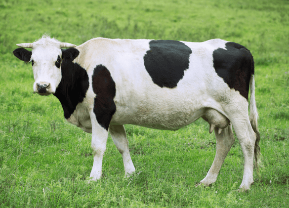 🌞Worms Causing Cattle Issues In El Paso 