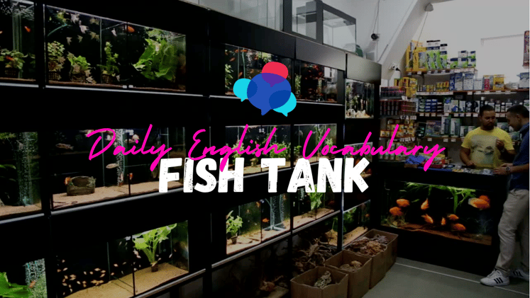 02 | Fish Tank (Premium)