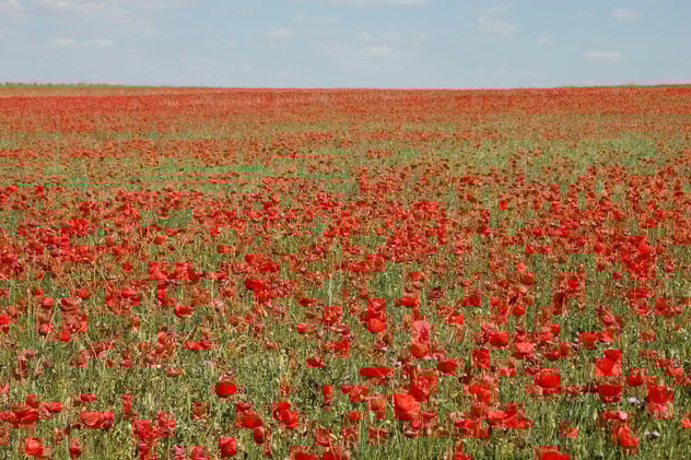 Remembrance Day ceremonies across Calgary today
