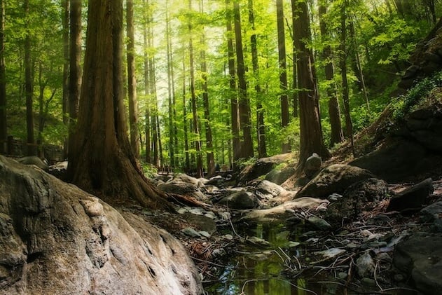 The Secret Language of Trees