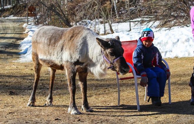 The Christmas trip your child will never forget