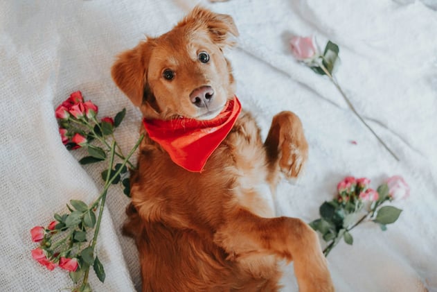 🐕 Valentine's dates for dogs