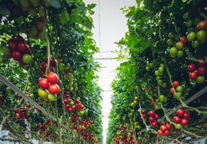 Demers greenhouse group seeks breathing room under NOI as lender backs $3.5 million interim financing and fast-tracked sale process