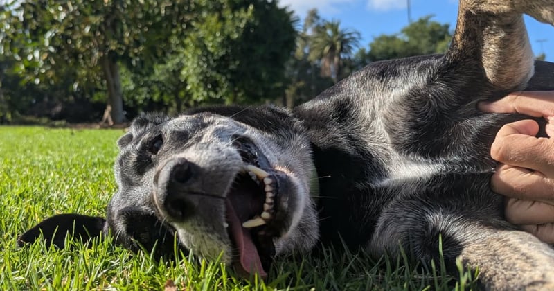 🦎 Another hot one