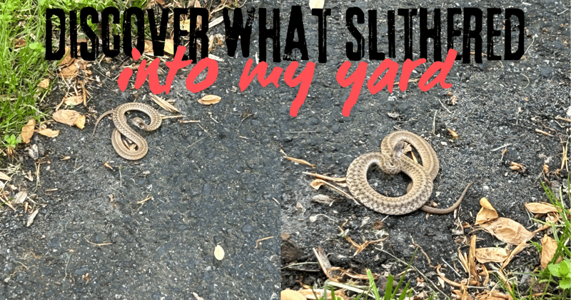 Discover What Slithered Into My Yard