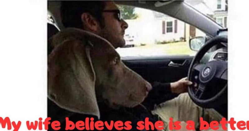  😅 🚙 Pup's Opinion: The Unspoken Truth 🐕 