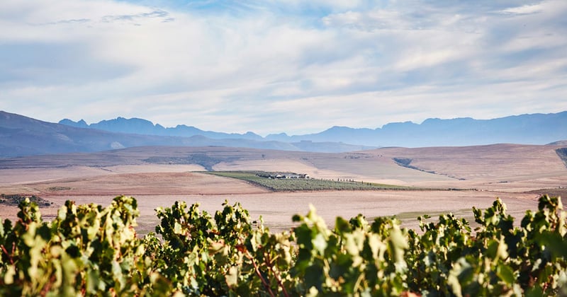 A Glance at Gabriëlskloof as Hermanus Gears Up to Go Back to School 📚🍷