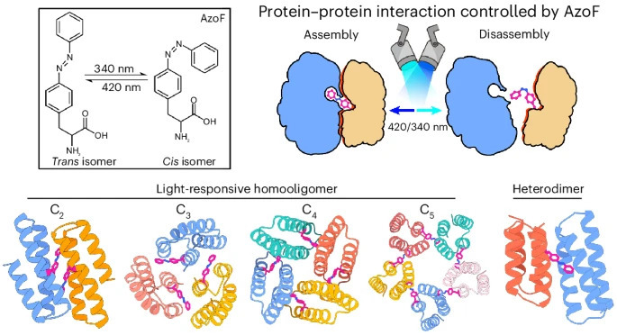 Computer-Designed Light-Switch Proteins: Controlling Biology with Photons!