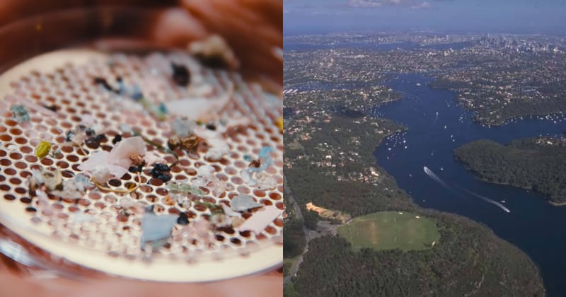 Middle Harbour Creek among NSW’s “most contaminated waterways”