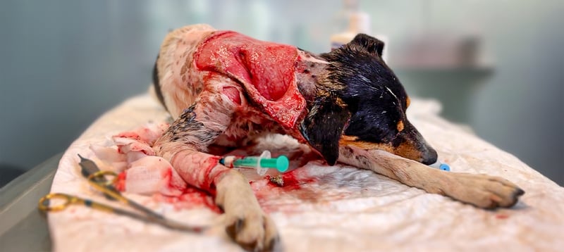 Nicht einmal unser Tierarzt konnte glauben, was er sah