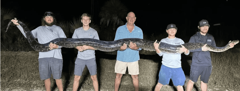A father and son assist in the catch of Florida’s second-heaviest Burmese python.