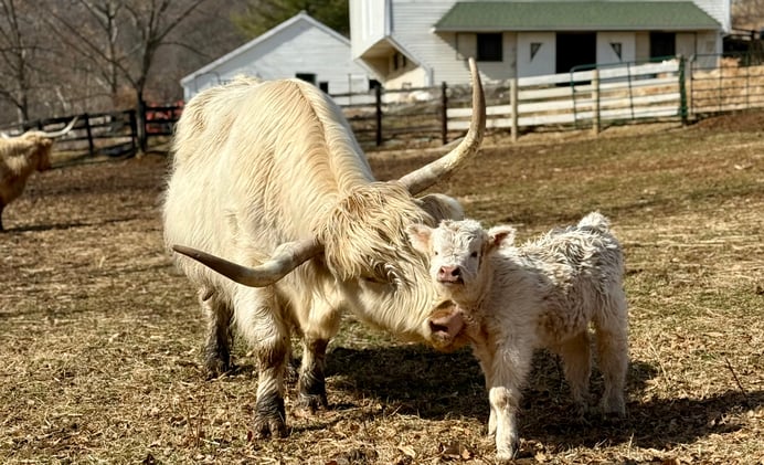 The February Data Drop: 70 Animals Across Four Sales