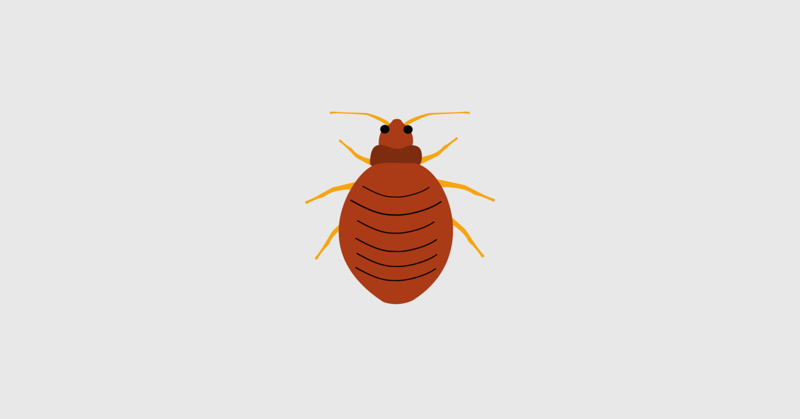 Bed Bugs