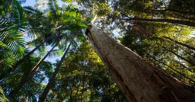 A carbon credit plan for the Great Koala National Park wins local support in Coffs Harbour