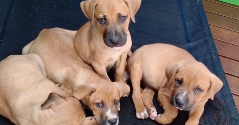 Will new laws cracking down on unethical dog breeding work?