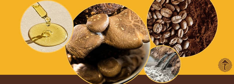 Mushroom Detox, Psilocybin Depression Relief, and Plastic Cleanup