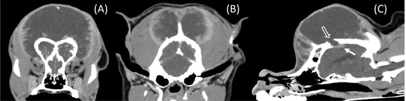 🐾 Rare Canine Skull Tumor Shows Atypical CT Pattern – First Report of Poorly Mineralized Multilobular Osteochondrosarcoma