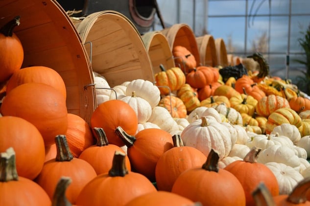 🟡 Fall wagon rides and pumpkins at Lineberger's Farm