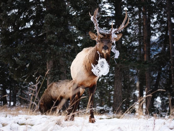 🦌 Elk Tangled in Xmas Lights