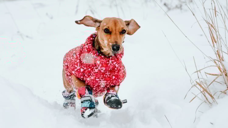 🐕 Teach your dog to wear winter boots