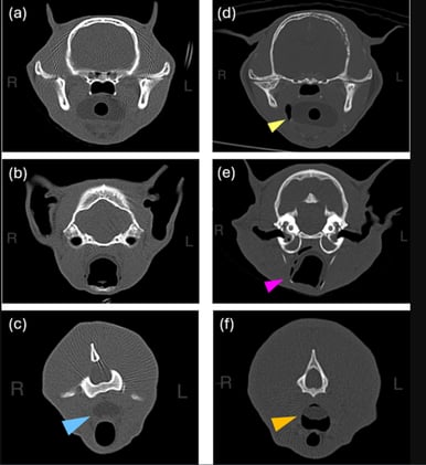 CT Debunks the Myth: Normal Capnograms Don't Guarantee Proper V-Gel Placement in Cats